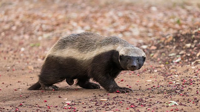 A honey badger
